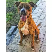 Foto dell\'animale cane - Matr. 2020/1789 - Microchip 380260044449915