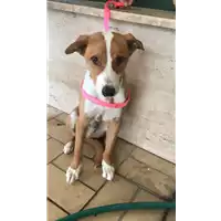 Foto dell\'animale cane - Matr. 2020/1788 - Microchip 380260044476794