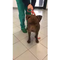 Foto dell\'animale cane - Matr. 2020/1795 - Microchip 380260101649691