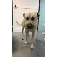 Foto dell\'animale cane - Matr. 2020/1797 - Microchip 380260044280511