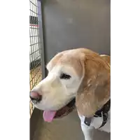 Foto dell\'animale cane - Matr. 2020/1798 - Microchip 981100002026552