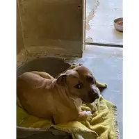Foto dell\'animale cane - Matr. 2020/1799 - Microchip 380260044280848