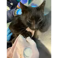Foto dell\'animale gatto - Matr. 2020/1802 - Microchip 380260044476101