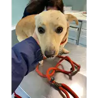 Foto dell\'animale cane - Matr. 2020/1800 - Microchip 380260044280695