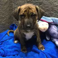 Foto dell\'animale cane - Matr. 2020/1803 - Microchip 380260044476942