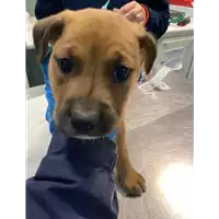 cane - Matr. 2020/1804 - Microchip 380260044476799