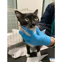 Foto dell\'animale gatto - Matr. 2020/1805 - Microchip 380260044476253