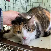 Foto dell\'animale gatto - Matr. 2020/1807 - Microchip 380260044476350