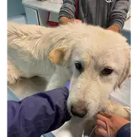 Foto dell\'animale cane - Matr. 2020/1806 - Microchip 380260044476976