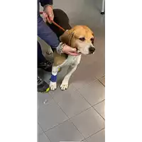 Foto dell\'animale cane - Matr. 2020/1808 - Microchip 380260100087021