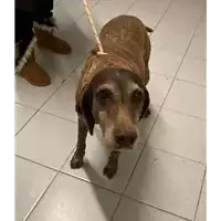 Foto dell\'animale cane - Matr. 2020/1811 - Microchip 380260000566089