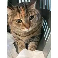 Foto dell\'animale gatto - Matr. 2020/1817 - Microchip 380260044476398