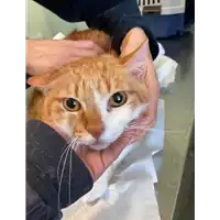 Foto dell\'animale gatto - Matr. 2020/1816 - Microchip 380260044476580