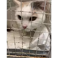 Foto dell\'animale gatto - Matr. 2020/1815 - Microchip 380260044477084