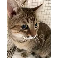 Foto dell\'animale gatto - Matr. 2020/1814 - Microchip 380260044476792