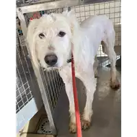 Foto dell\'animale cane - Matr. 2020/1818 - Microchip 380260044281344