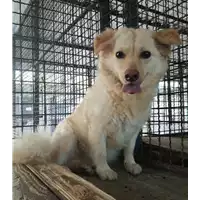 Foto dell\'animale cane - Matr. 2019/2558 - Microchip 380260043707772