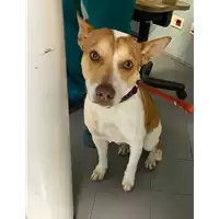 Foto dell\'animale cane - Matr. 2020/1820 - Microchip 380260044476266