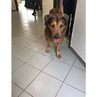 Foto dell\'animale cane - Matr. 2020/1823 - Microchip 972000000551800