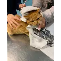 Foto dell\'animale gatto - Matr. 2020/1822 - Microchip 380260044477072