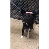 Foto dell\'animale cane - Matr. 2020/1824 - Microchip 380260004309631
