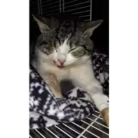 Foto dell\'animale gatto - Matr. 2020/1825 - Microchip 380260044476706