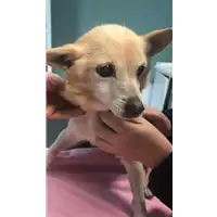 Foto dell\'animale cane - Matr. 2020/1827 - Microchip 380260044476463