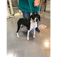 Foto dell\'animale cane - Matr. 2020/1828 - Microchip 380260101413778