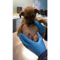 Foto dell\'animale cane - Matr. 2020/1844 - Microchip 380260044476796