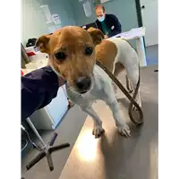 Foto dell\'animale cane - Matr. 2020/1847 - Microchip 380260000610210