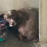 Foto dell\'animale cane - Matr. 2020/1848 - Microchip 380260044476543