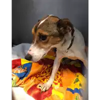 Foto dell\'animale cane - Matr. 2020/1849 - Microchip 380260044449890