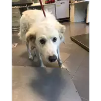 Foto dell\'animale cane - Matr. 2020/1851 - Microchip 380260044476938