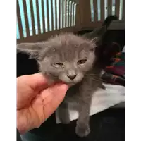 Foto dell\'animale gatto - Matr. 2020/1855 - Microchip 380260044477030