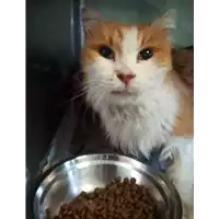Foto dell\'animale gatto - Matr. 2020/1857 - Microchip 380260044449859