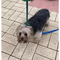 Foto dell\'animale cane - Matr. 2020/1858 - Microchip 380260070035142