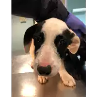 Foto dell\'animale cane - Matr. 2020/1859 - Microchip 380260044476609