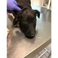 Foto dell\'animale cane - Matr. 2020/1860 - Microchip 380260044449416