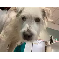 Foto dell\'animale cane - Matr. 2020/1862 - Microchip 380260000867915