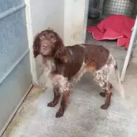 Foto dell\'animale cane - Matr. 2020/1863 - Microchip 380260044477021