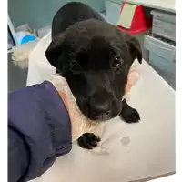 Foto dell\'animale cane - Matr. 2020/1864 - Microchip 380260044449152