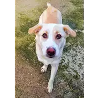 Foto dell\'animale cane - Matr. 2020/1866 - Microchip 380260044476147