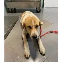 Foto dell\'animale cane - Matr. 2020/1867 - Microchip 380260044476464