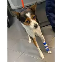 Foto dell\'animale cane - Matr. 2020/1869 - Microchip 380260044476971