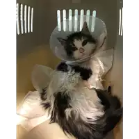 Foto dell\'animale gatto - Matr. 2020/1870 - Microchip 380260044476117
