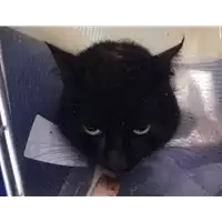 Foto dell\'animale gatto - Matr. 2020/1872 - Microchip 380260044476777