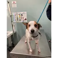 Foto dell\'animale cane - Matr. 2020/1873 - Microchip 380260044476274