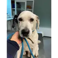 Foto dell\'animale cane - Matr. 2020/1874 - Microchip 380260044476190