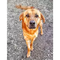 Foto dell\'animale cane - Matr. 2020/1875 - Microchip 380260044476508