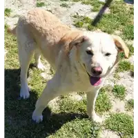 Foto dell\'animale cane - Matr. 2020/1878 - Microchip 380260101752254